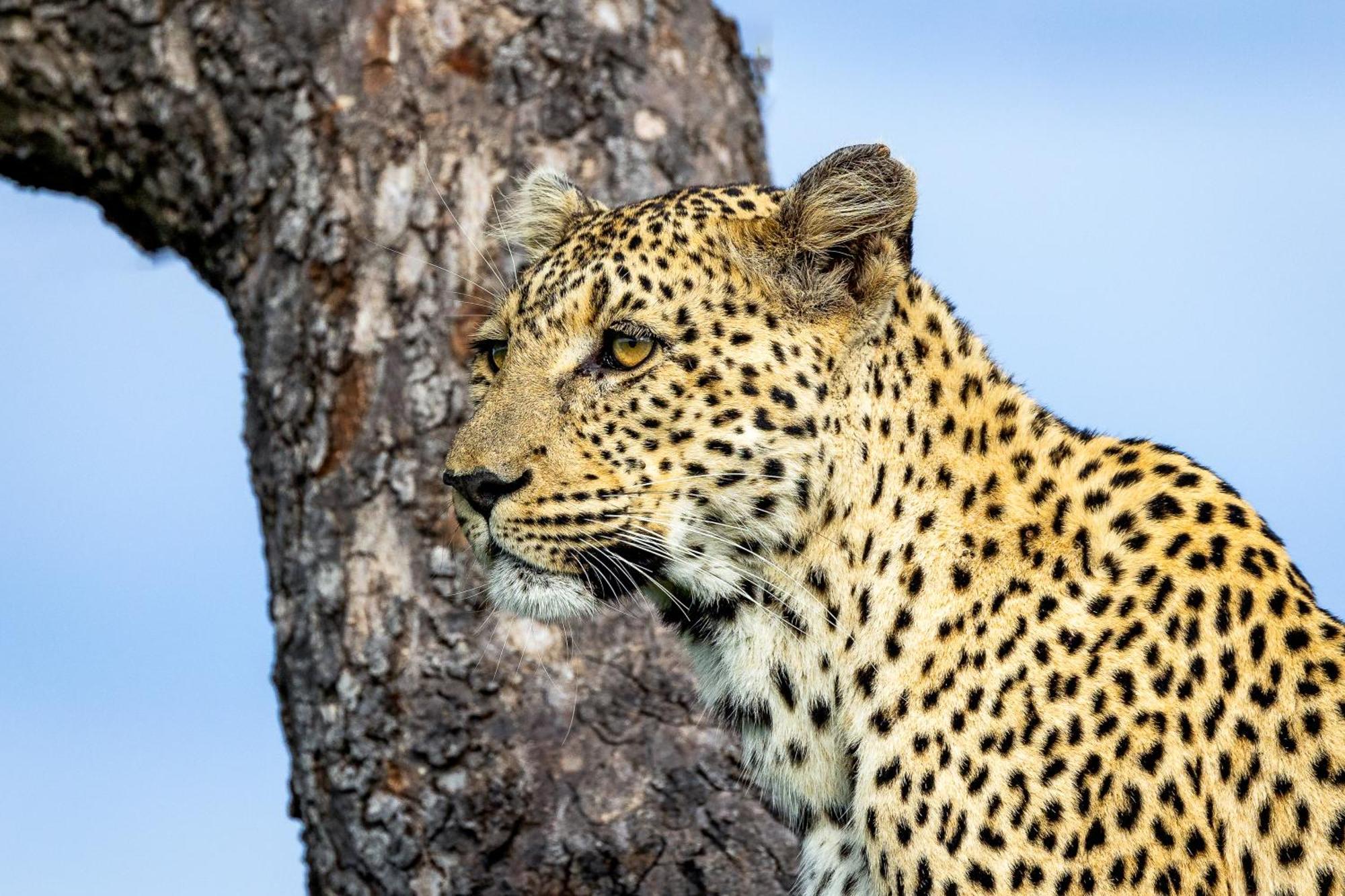Tangala Safari Camp
