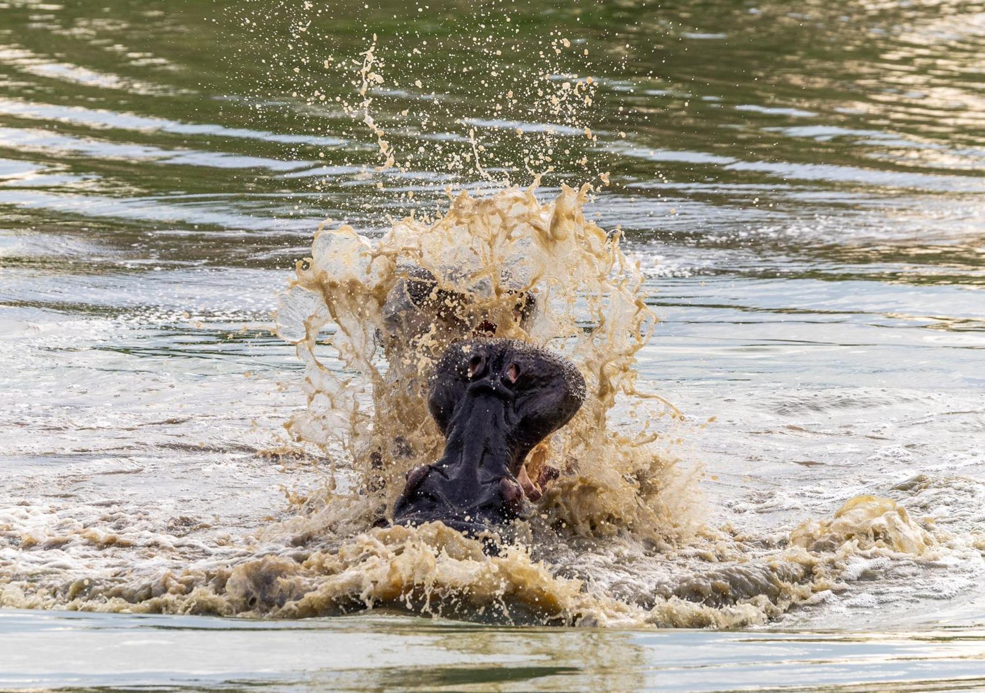 Lodge Tangala Safari Camp Thornybush Game Reserve