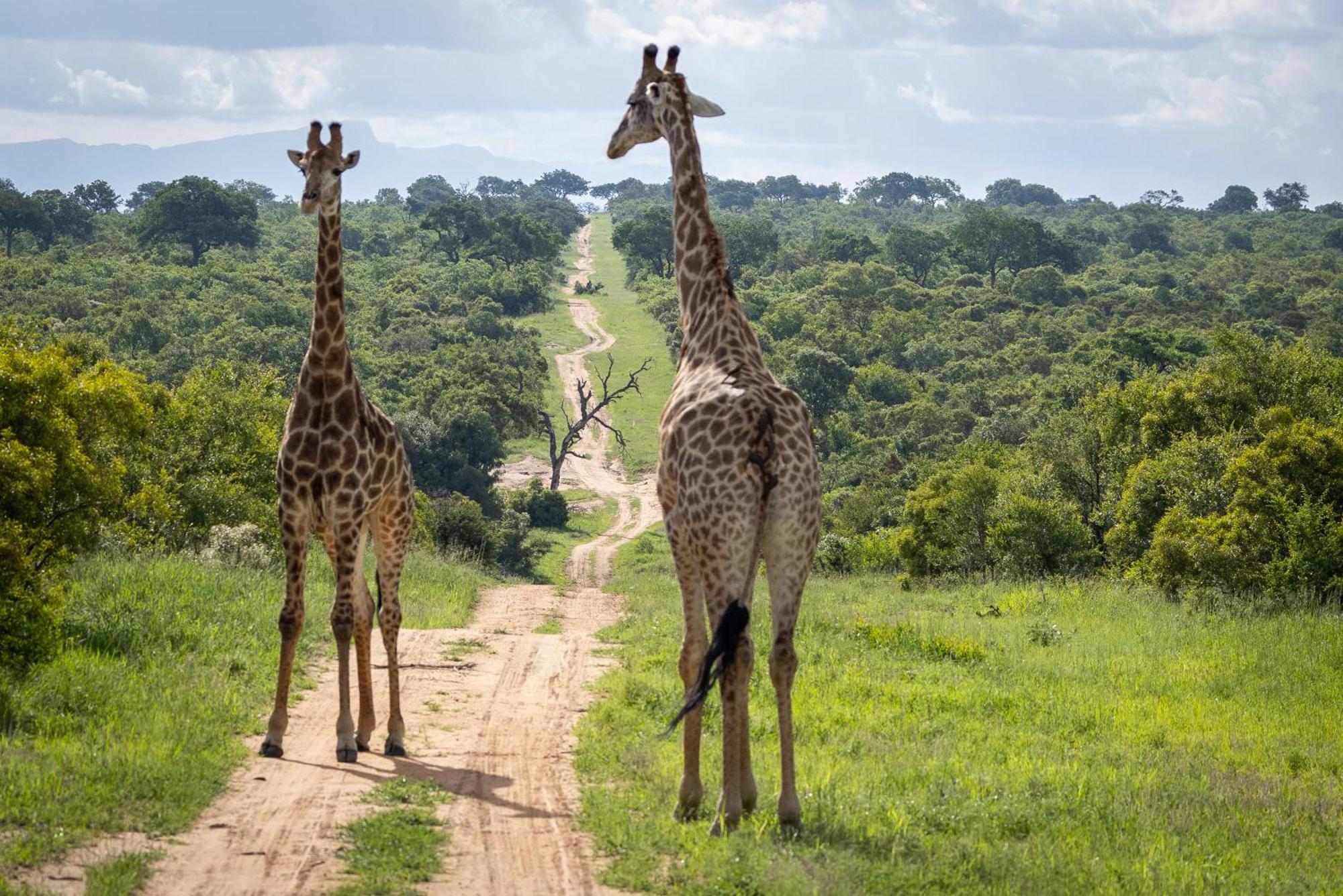 Tangala Safari Camp * Thornybush Game Reserve