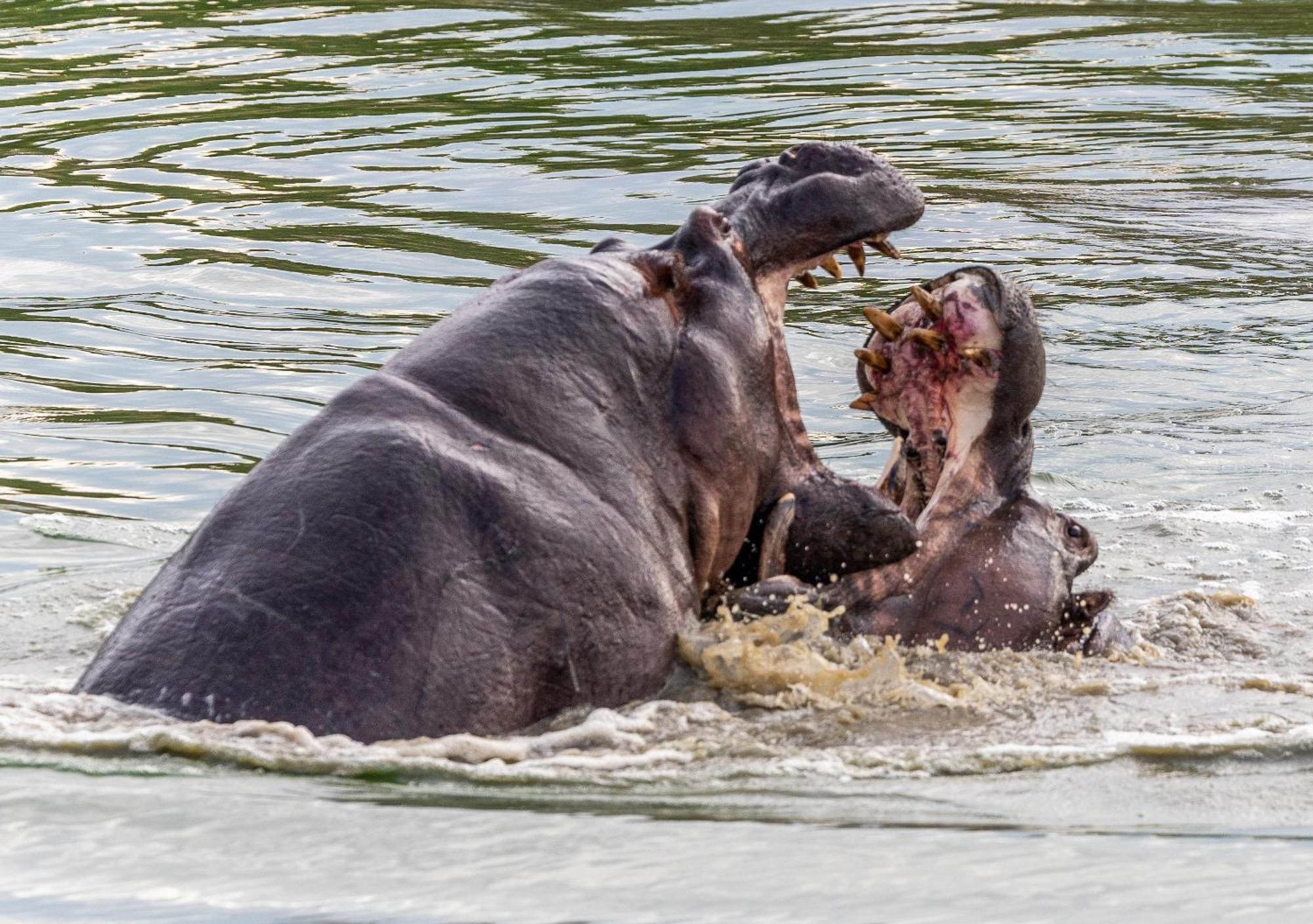 Lodge Tangala Safari Camp Thornybush Game Reserve