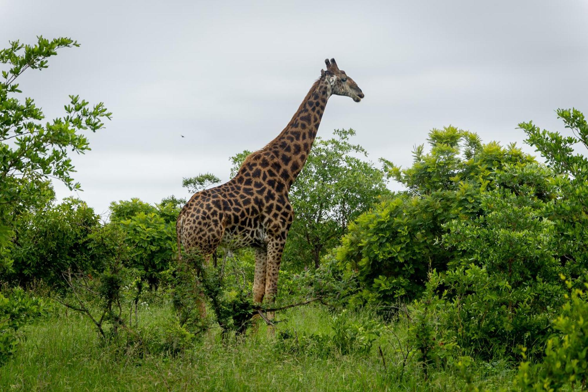 Tangala Safari Camp *
