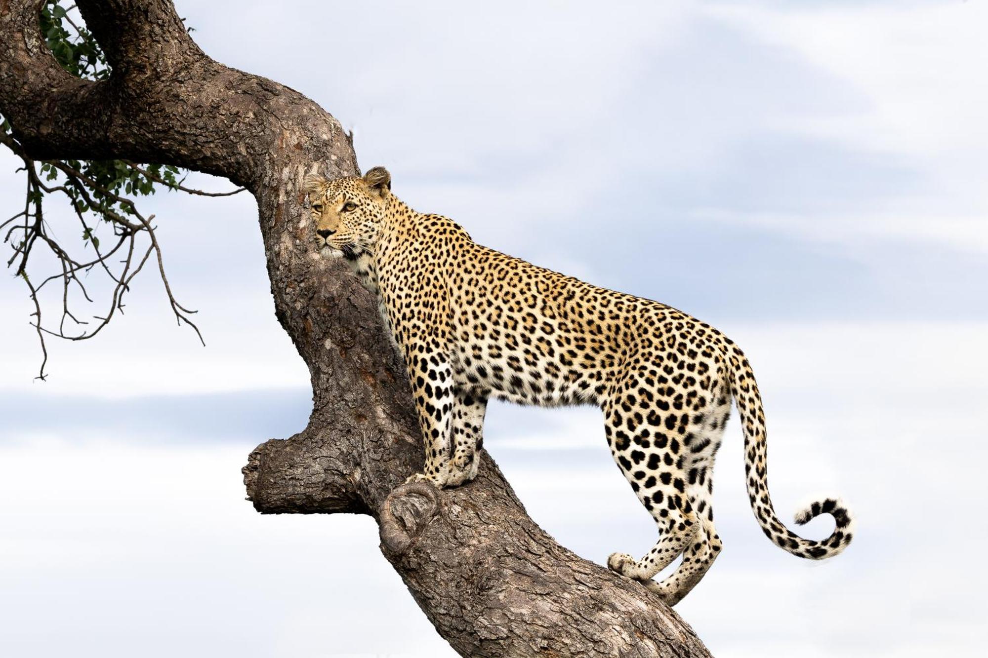 Lodge Tangala Safari Camp *