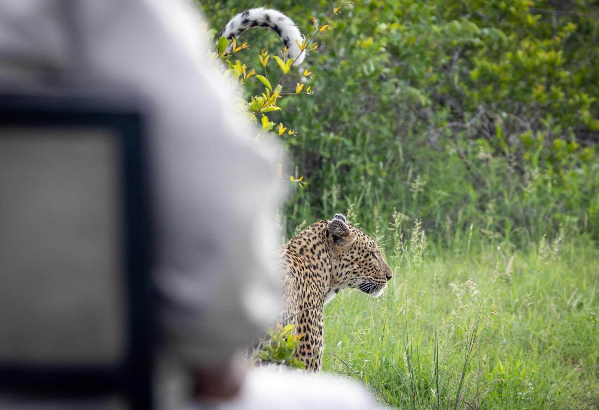Lodge Tangala Safari Camp Thornybush Game Reserve