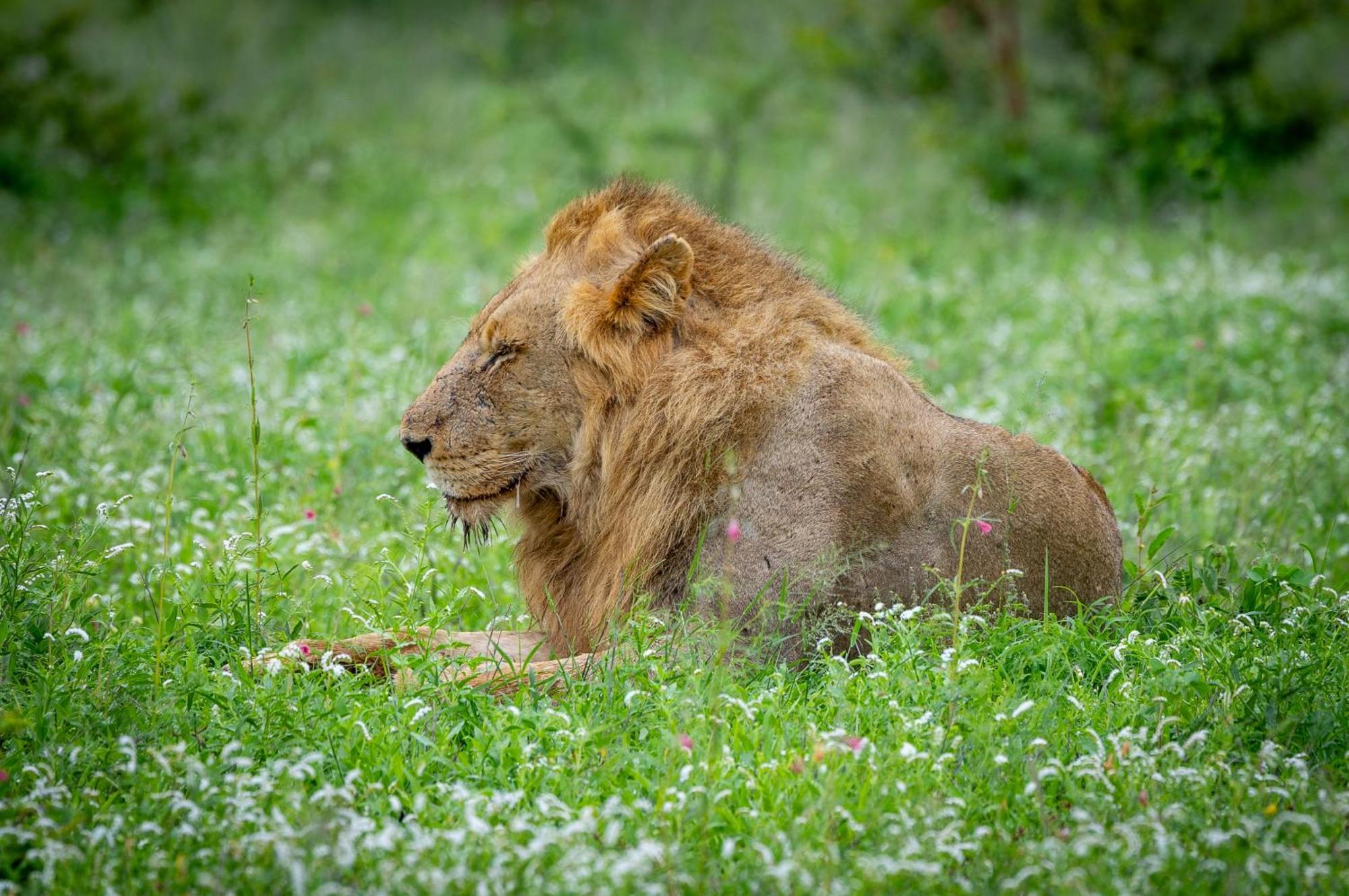 Tangala Safari Camp *