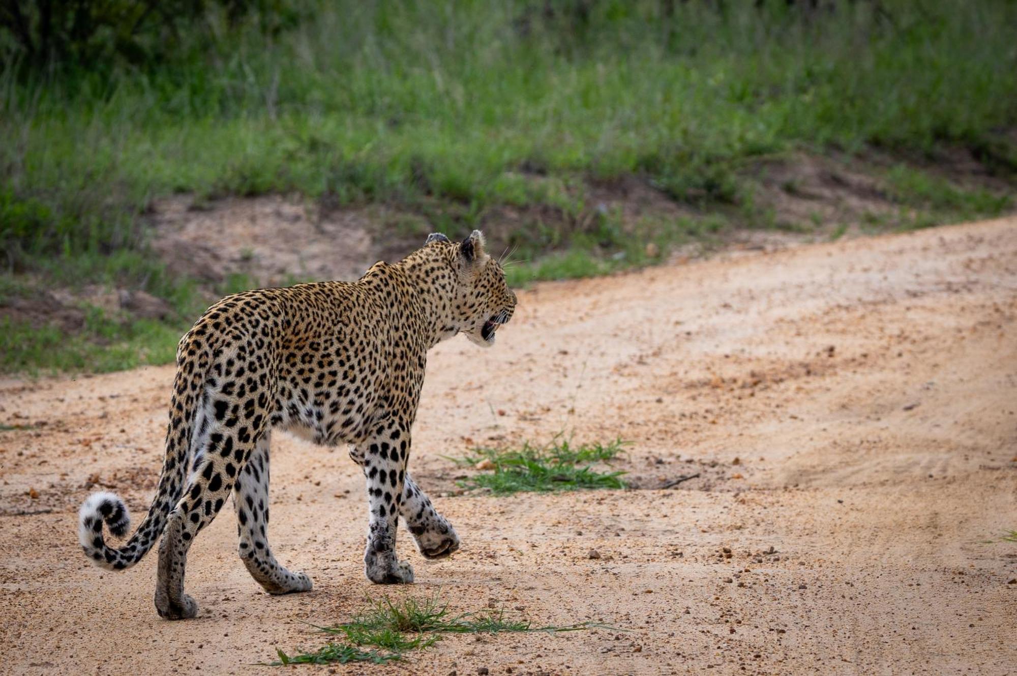 Lodge Tangala Safari Camp *