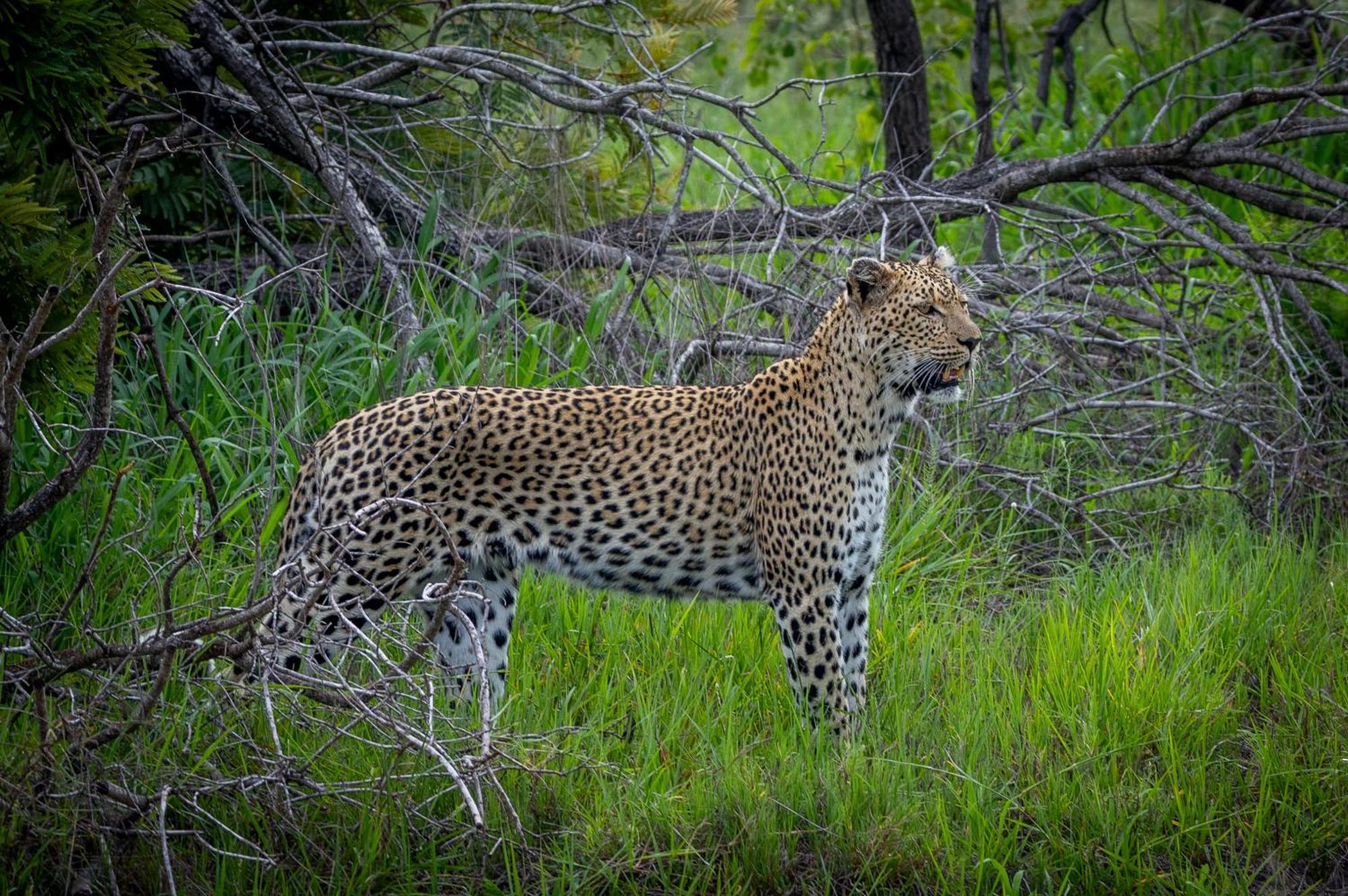 Tangala Safari Camp Lodge Thornybush Game Reserve