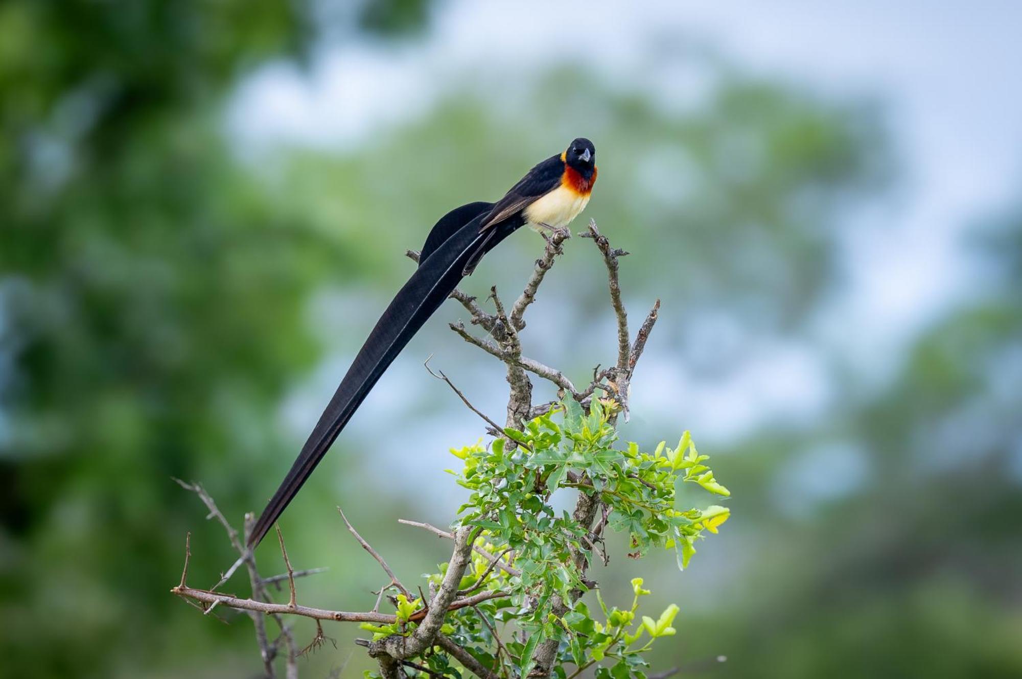 Lodge Tangala Safari Camp Thornybush Game Reserve