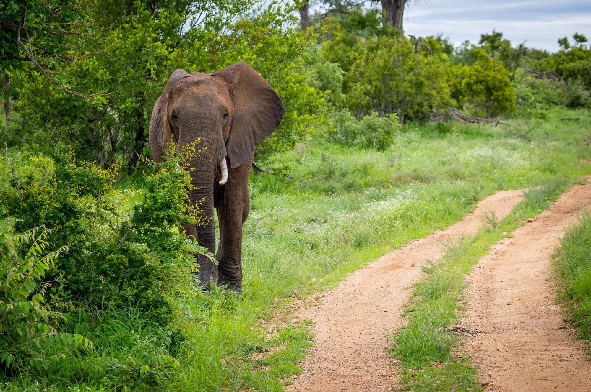 Tangala Safari Camp Thornybush Game Reserve