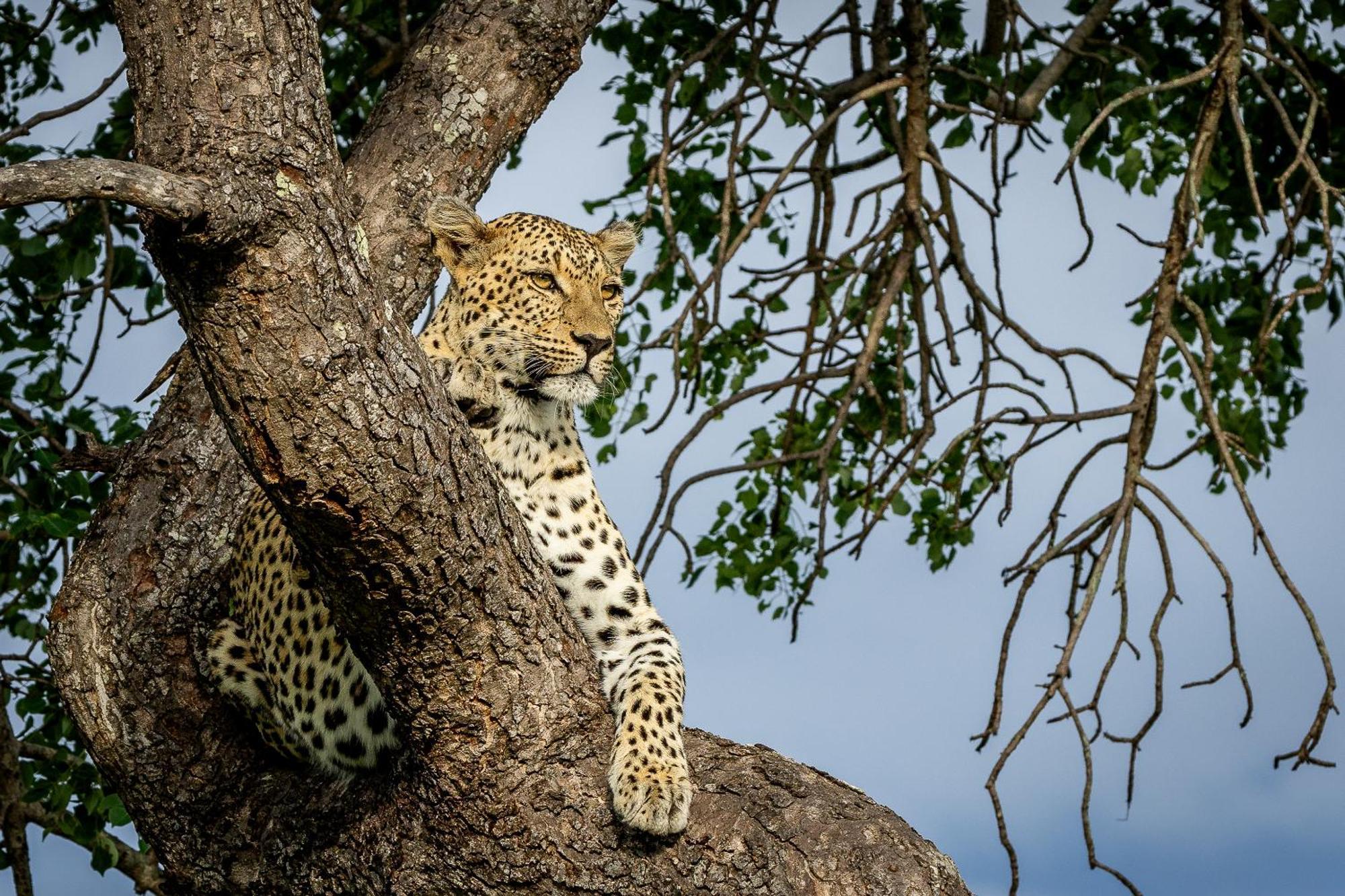 Tangala Safari Camp Lodge *