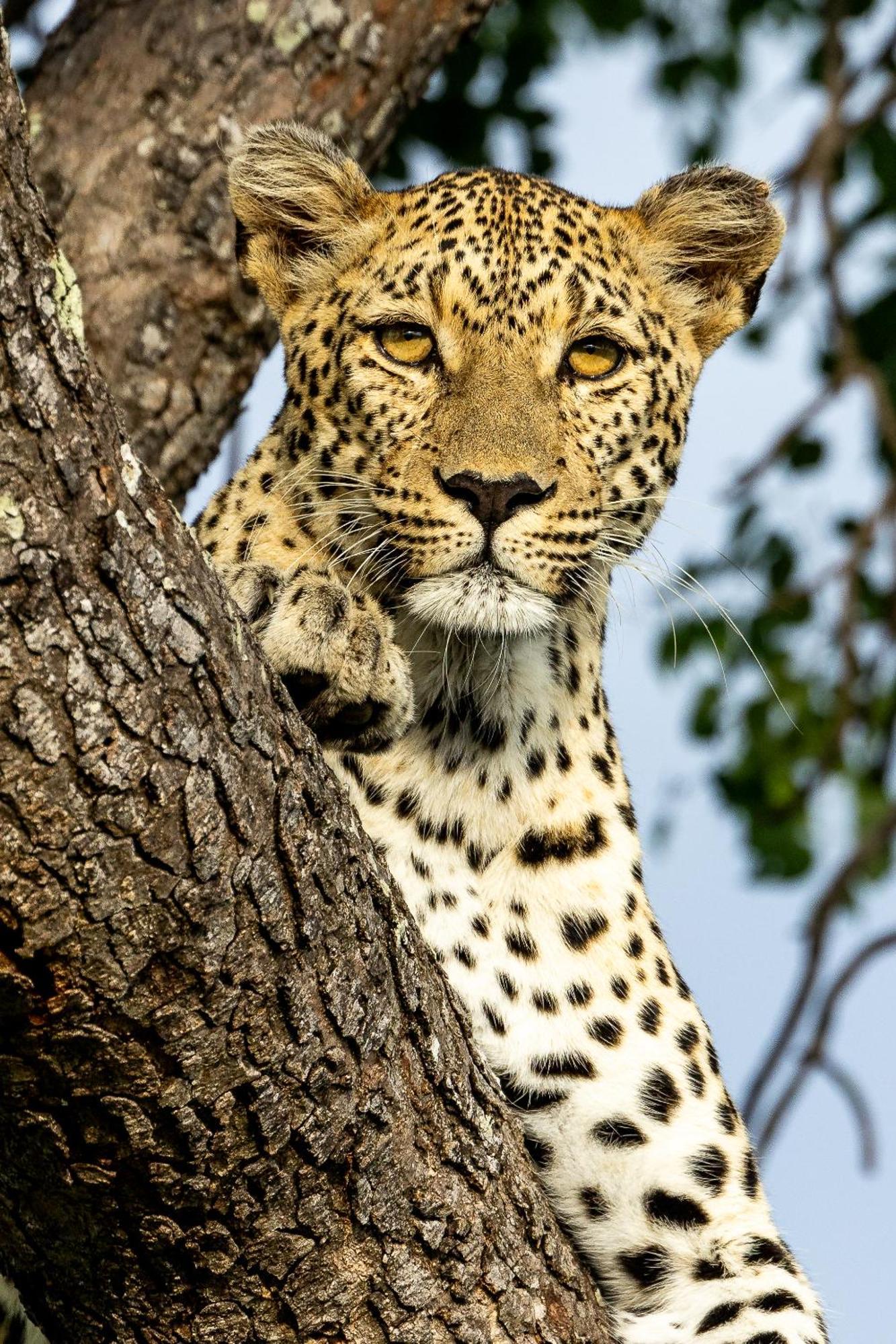 Tangala Safari Camp