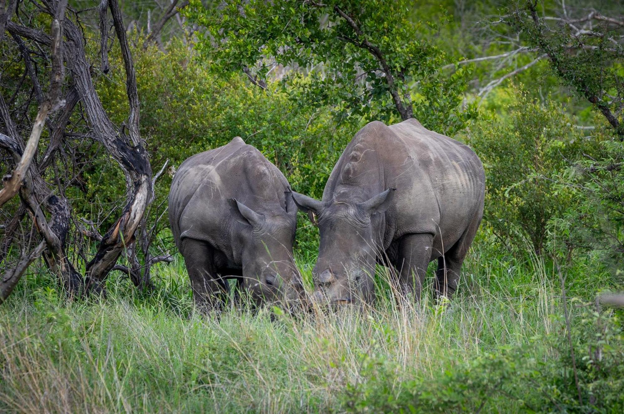 Tangala Safari Camp *