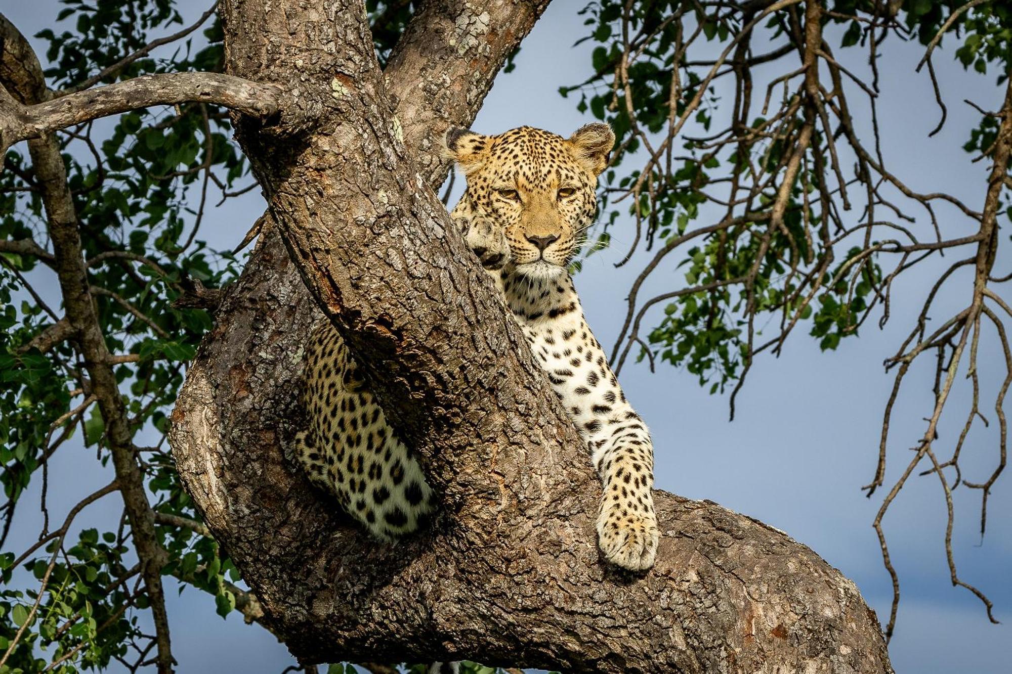 Tangala Safari Camp Lodge